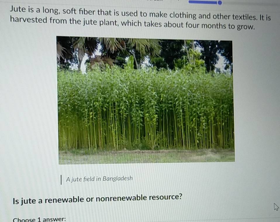 Jute is a long, soft fiber that is used to make clothing and other textiles. It is 
harvested from the jute plant, which takes about four months to grow. 
A jute field in Bangladesh 
Is jute a renewable or nonrenewable resource? 
Choose 1 answer: