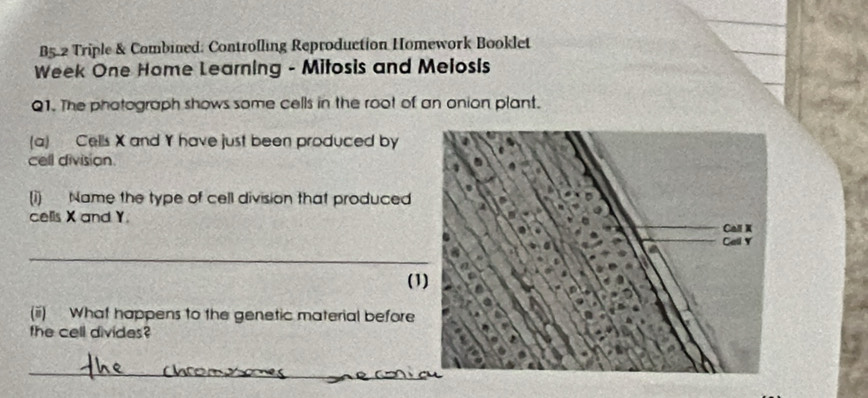 B5.2 Triple & Combined: Controlling Reproduction Homework Booklet 
Week One Home Learning - Mitosis and Melosis 
Q1. The photograph shows some cells in the root of an onion plant. 
(a) Cells X and Y have just been produced by 
cell division 
(i) Name the type of cell division that produced 
cells X and Y
_ 
(1 
(ii) What happens to the genetic material before 
the cell divides? 
_