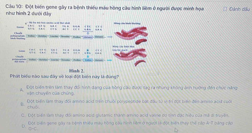 Đột biến gene gây ra bệnh thiếu máu hồng cầu hình liềm ở người được minh họa Đánh dấu
như hình 2 dưới đây
Hình 2.
Phát biểu nào sau đây về loại đột biến này là đúng?
A. Đột biến trên làm thay đổi hình dạng của hồng cầu được tạo ra nhưng không ảnh hướng đến chức năng
vận chuyến của chúng.
B.
Đột biến làm thay đổi amino acid trên chuỗi polypeptide bắt đầu từ vị trí đột biển đến amino acid cuối
chuòi,
C. Đột biến làm thay đổi amino acid glutamic thành amino acid valine do tính đặc hiệu của mã di truyền.
D. Đột biến gene gây ra bệnh thiếu máu hồng cầu hình liềm ở người là đột biến thay thế cặp A-T bảng cặp
G-C_1