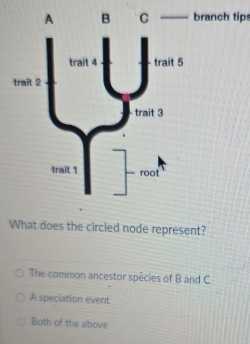 branch tips
What does the circled node represent?
The common ancestor spécies of B and C
A speciation event
Both of the above