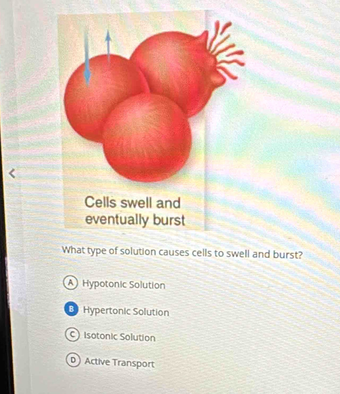 What type of solution causes cells to swell and burst?
A Hypotonic Solution
B Hypertonic Solution
C Isotonic Solution
D Active Transport