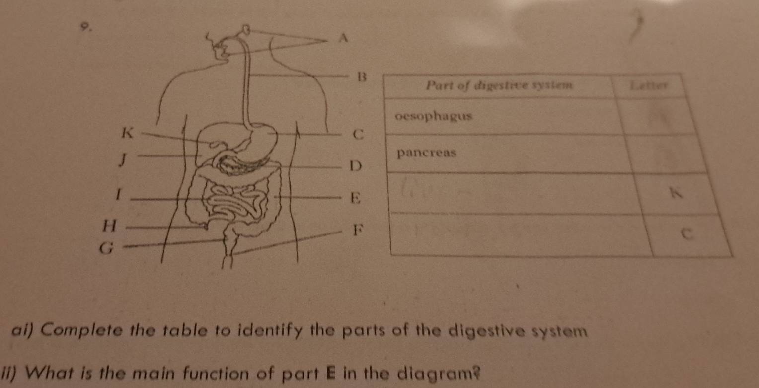 Part of digestive system Letter 
oesophagus 
pancreas 
K 
c 
ai) Complete the table to identify the parts of the digestive system 
ii) What is the main function of part E in the diagram?