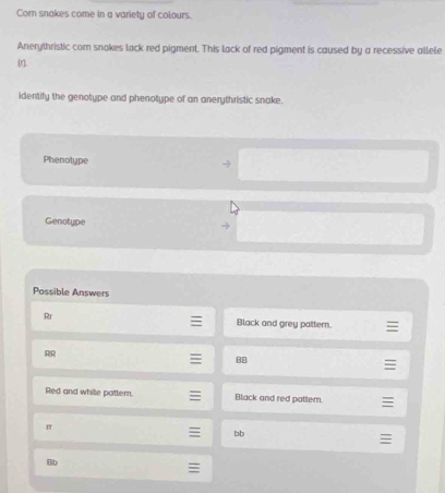 Cor snakes come in a variety of colours. 
Anerythristic com snakes lack red pigment. This lack of red pigment is caused by a recessive allele 
(r). 
identify the genotype and phenotype of an anerythristic snake. 
Phenotype 
Genotype 
Possible Answers 
Rr Black and grey pattern. 
RR 
88 
Red and white pottern. Black and red pattem. 
π 
bb 
Bb