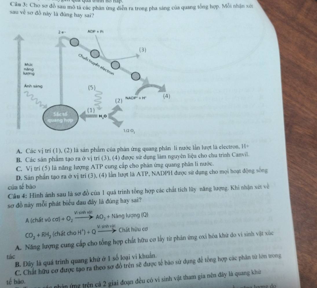 quả qua tính hỗ háp  .
Cân 3: Cho sơ đồ sau mô tả các phản ứng diễn ra trong pha sáng của quang tổng hợp. Mỗi nhận xét
sau về sơ đồ này là đúng hay sai?
A. Các vị trí (1), (2) là sản phẩm của phản ứng quang phân li nước lần lượt là electron, H+
B. Các sản phẩm tạo ra ở vị trí (3), (4) được sử dụng làm nguyên liệu cho chu trình Canvil.
C. Vi i trí (5) là năng lượng ATP cung cấp cho phản ứng quang phân li nước.
D. Sản phần tạo ra ở vị trí (3), (4) lần lượt là ATP, NADPH được sử dụng cho mọi hoạt động sống
của tế bào
Câu 4: Hình ảnh sau là sơ đồ của 1 quá trình tổng hợp các chất tích lũy năng lượng. Khi nhận xét về
sơ đồ này mỗi phát biểu dau dây là đúng hay sai?
A (chất vô (d)+O_2xrightarrow Visin hvat AO_2+Nang luong(Q)
CO_2+RH_2 (chất cho H^+)+Qxrightarrow Visin hvat Chất hữu cơ
A. Năng lượng cung cấp cho tổng hợp chất hữu cơ lấy từ phản ứng oxi hóa khử do vi sinh vật xúc
tác
B. Đây là quá trình quang khử ở 1 số loại vi khuẩn.
C. Chất hữu cơ được tạo ra theo sơ đồ trên sẽ được tế bào sử dụng để tổng hợp các phân tử lớn trong
r  nhân ứng trên cả 2 giai đoạn đều có vi sinh vật tham gia nên đây là quang khử
tế bào.
