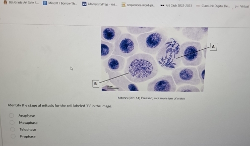 Grade Ar Sale S. Mind If I Borrow Th... iniversityPrep - Art... sequences-word-pr... == Art Club 2022-2023 = ClassLink Digital De.. J=i Virtual
Mitogs (201 14) Pressed, roat menstern of onion
Identify the stage of mitosis for the cell labeled "B" in the image.
Anaphase
Metaphase
Telophase
Prophase