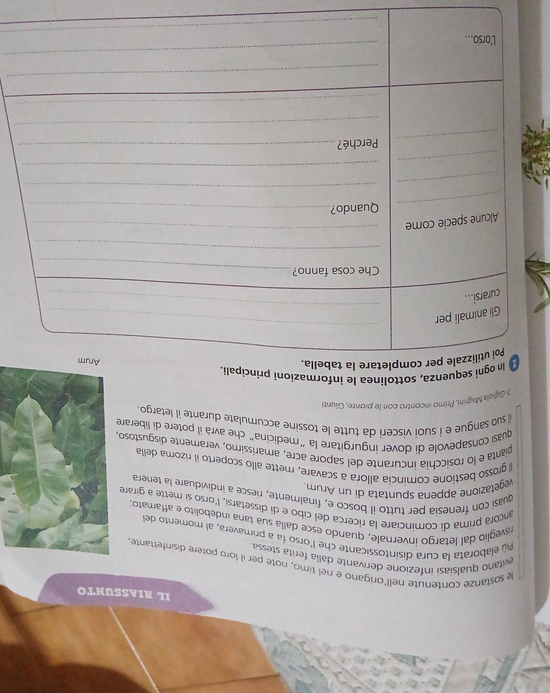 IL RIASSUNTO 
le sostanze contenute nell’origano e nel timo, note per il loro potere disinfettante 
evitano qualsiasi infezione derivante dalla ferita stessa. 
Pù elaborata la cura disintossicante che l'orso fa a primavera, al momento del 
nsveglio dal letargo invernale, quando esce dalla sua tana indebolito e affamato; 
ancora prima di cominciare la ricerca del cibo e di dissetarsi, l’orso si mette a girare 
quasi con frenesia per tutto il bosco e, finalmente, riesce a individuare la tenera 
vegetazione appena spuntata di un Arum. 
ll grosso bestione comincia allora a scavare, mette allo scoperto il rizoma della 
pianta e lo rosicchia incurante del sapore acre, amarissimo, veramente disgustoso, 
quasi consapevole di dover ingurgitare la "medicina" che avrà il potere di liberare 
il suo sangue e i suoi visceri da tutte le tossine accumulate durante il letargo. 
> Gigliola Magrini, Primo incontro con le piante, Giunti 
In ogni sequenza, sottolinea le informazioni princípali. 
completare la tabella.