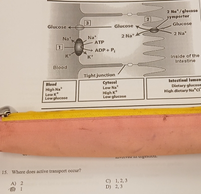 2Na^+ /glucose
2 symporter
3
Glucose Glucose Glucose
Na^+, Na^+ 2Na^+ 2 Na*
ATP
1
ADP+P_1
K^+ K^+ Inside of the
Blood Intestine
Tight junction
Blood Cytosol Low Na^+ Intestinal lumen
High Na^+ High k^+ High dietary Dietary glucose
Na^+C
Low glucose Low K°
Low glucose
oreu in aigestol
15. Where does active transport occur?
A) 2 C) 1, 2, 3
B) 1 D) 2, 3