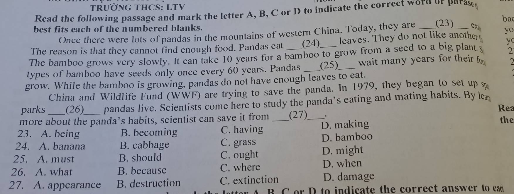 TRƯỜNG THCS: LTV
Read the following passage and mark the letter A, B, C or D to indicate the correct word or pnrase(
ba
best fits each of the numbered blanks.
Once there were lots of pandas in the mountains of western China. Today, they are _(23) _ext
yo
The reason is that they cannot find enough food. Pandas eat (24) leaves. They do not like another f_0
y
The bamboo grows very slowly. It can take 10 years for a bamboo to grow from a seed to a big plant. 2
types of bamboo have seeds only once every 60 years. Pandas _(25)_ wait many years for their fo 
grow. While the bamboo is growing, pandas do not have enough leaves to eat.
China and Wildlife Fund (WWF) are trying to save the panda. In 1979, they began to set up sp
parks (26) pandas live. Scientists come here to study the panda’s eating and mating habits. By lea
Rea
more about the panda’s habits, scientist can save it from _(27)_ . the
23. A. being B. becoming C. having D. making
C. grass
24. A. banana B. cabbage D. bamboo
25. A. must B. should C. ought D. might
26. A. what B. because C. where D. when
27. A. appearance B. destruction C. extinction D. damage
r A B CorD to indicate the correct answer to ead