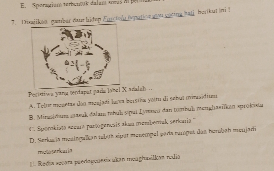 E. Sporagium terbentuk dalam sorus di permuk
7. Disajikan gambar daur hidup Fasciola hepatica atau cacing hati berikut ini !
Peristiwa yang terdapat pada lab adalah…
A. Telur menetas dan menjadi larva bersilia yaitu di sebut mirasidium
B. Mirasidium masuk dalam tubuh siput Lymne@ dan tumbuh menghasilkan sprokista
C. Sporokista secara partogenesis akan membentuk serkaria `
D. Serkaria meningalkan tubuh siput menempel pada rumput dan berubah menjadi
metaserkaria
E. Redia secara paedogenesis akan menghasilkan redia