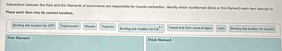 Interactions between the thick and thin filaments of sarcomeres are responsible for muscle contraction. Identify which myofilament (thick or thin filament) each item belongs to
Place each item into its correct location.
Binding site location for ATP Tropomyosin Myosin Troponin Binding site location for Ca^(2+) Heads that form cross-bridges Actin Binding site location for myosin
Thin filament Thick filament