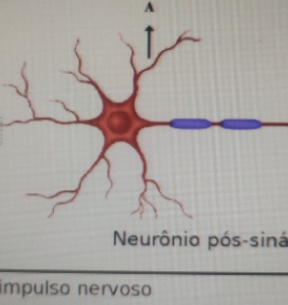 A 
Neurônio pós-siná 
impulso nervoso