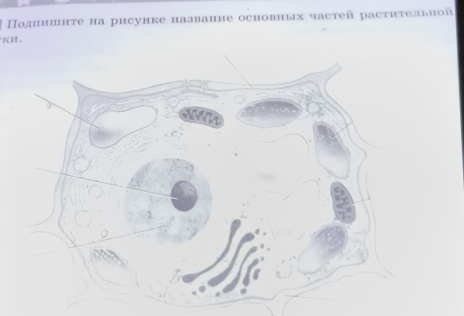 Πолπнинте на рисунке названне основных частей растиτельиой 
KH. 
an