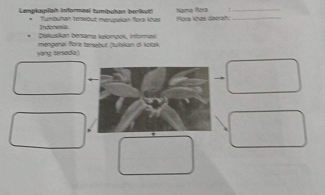 Lengkapilah informasi tumbuhan berikut! Nama fora :_ 
*Tumbuhan tersebut merupakan fora khas Flora khas dæerah:_ 
Indonesía 
Diskusikan bersama kelompok, informasi 
mengenal flora tersebut (tuiïskan di kotak 
yang tersedia)