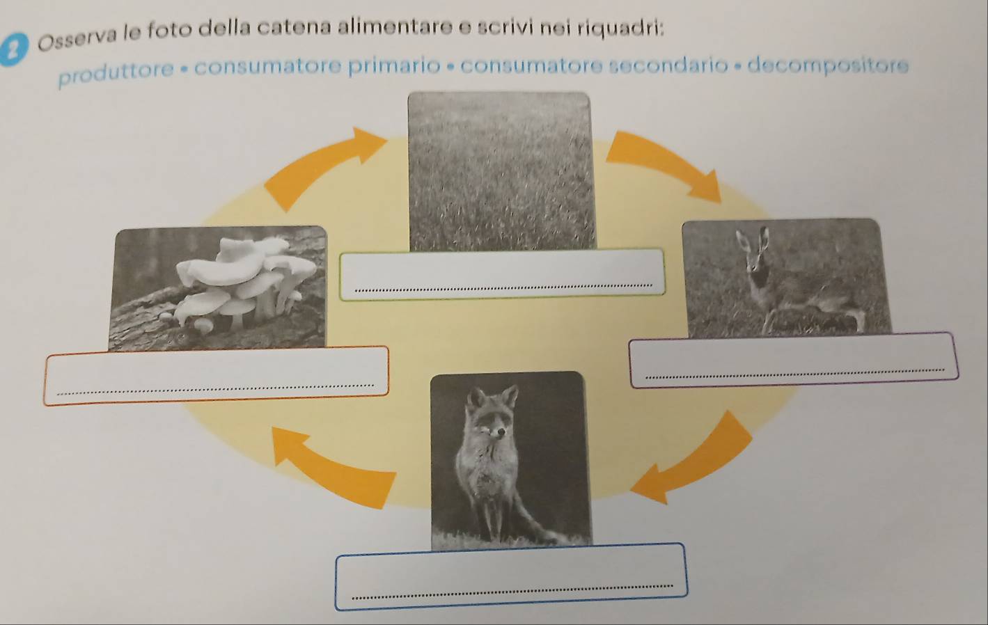 Osserva le foto della catena alimentare e scrivi nei riquadri: 
produttore • consumatore primario « consumatore secondario » decompositore 
_ 
_ 
_ 
_