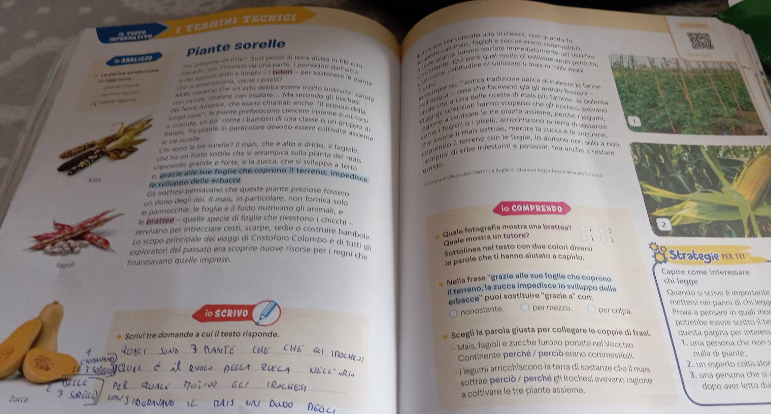 mês tivo I termini tecnici
+obo era considerato una ricchezza, cost quando fu
Piante sorelle
SANALIRRD Nai presente un orto? Quel pezzo di terra diviso in file o in ceperto che mais, fagioli e zucche erano commestibili
Le parolé evidencaté  que te  iante furono portate immediatamente e  Vecchie
ecadi  con linsalata da una parte, i pomodori dall'altra * ontinente. Qui peró quel modo di coltivare ando perduto
cíção chave che s arrampicano, come i piselli ?  ca come l'abitudine di utilizzare il mais in mille mod
e  h a son dritti  e lunghi - i tuteri - per sostenère le piante 
divers
X iérola lágaa  in compenso, l'antica tradizione italica di cuocere le farine
N Tec  Mai i  do n e    e  n ort  deb a ess ere m olto  ordinato :  aot
el'acqua - cosa che facevano già gli antichi Romani 
con carote, insalate con insalate. Ma secondo gli Iroches
del Nord America, che erano chiamati anche "il popolo della diede vita a una delle ricette di mais piú famose: la polenta
lunga  casa ', le piante preferiscono crescere insieme e alutar Oggi gli scienziati hanno scoperto che gli Irochesi avevano
a vicenda, un peó come i bambini di una classe o un gruppo d ragione a coltivare le tre piante assieme, perché i legumi,
fatelli, Te piante in particolare devono essere coltivate assieme come i fagioli o i piselli, arricchiscono la terra di sostanze 、
che invece il mais sottrae, mentre la zucca e le zucchine,
e tre sorelle.
Chi sono le tre sorelle? Il mais, che è alto e dritto, il fagiolo. caprendo il terreno con le foglie, lo aiutano non solo a non
che ha un fusto sottile che si arrampica sulla pianta del mais rempirsi di erbe infestanti e parassiti, ma anche a restare
crescendo grande e forte, é la zucca, che si sviluppa a terra
umido
Afac e. grazie alle sue foglie che coprono il terreno, impedisce
lo sviluppo delle erbacce. s pramela Bussolati, Federica Buglioni, Stone in frigorifero, E da onale end
Gli rochesi pensavano che queste piante preziose fossero
un dono degli dèi. Il mais, in particolare, non forniva solo
le pannocchie: le foglie e il fusto nutrivano gli animali, e iO COMPRENDO
le brattee - quelle specie di foglie che rivestono i chicchi -
servivano per intrecciare cesti, scarpe, sedie o costruire bambole
Quale fotografia mostra una brattea?
Quale mostra un tutore?
'2
Lo scopo principale dei viaggi di Cristoforo Colombo e di tutti gli
esploratori del passato era scoprire nuove risorse per i regni che Strategie pER TEr
Fagiali finanziavano quelle imprese. Sottolinea nel testo con due colori diversi
le parole che ti hanno aiutato a capirlo.
Capire come interessare
Nella frase ''grazie alle sue foglie che coprono
chi legge
il terreno, la zucca impedisce lo sviluppo delle  Quando si scrive è importante
erbacce'' puoi sostituire ''grazie a'' con:
mettersi nei panni di chi legg
nonostante.
io SCRIVO per mezzo. per colpa. Prova a pensare in quali mo
potrebbe essere scritto il te
Scrivi tre domande a cui il testo risponde. Scegli la parola giusta per collegare le coppie di frasi. questa pagina per interess
Mais, fagioli e zucche furono portate nel Vecchio 1. una persona che non s
     
Ch    n 
_Continente perché / perciò erano commestibili. nulla di piante;
é 3 S _- I legumi arricchiscono la terra di sostanze che il mais 2. un esperto coltivator
L6 sottrae perciò / perché gli Irochesi avevano ragione 3. una persona che si
3
_a coltivare le tre piante assieme. dopo aver letto du
Zucca