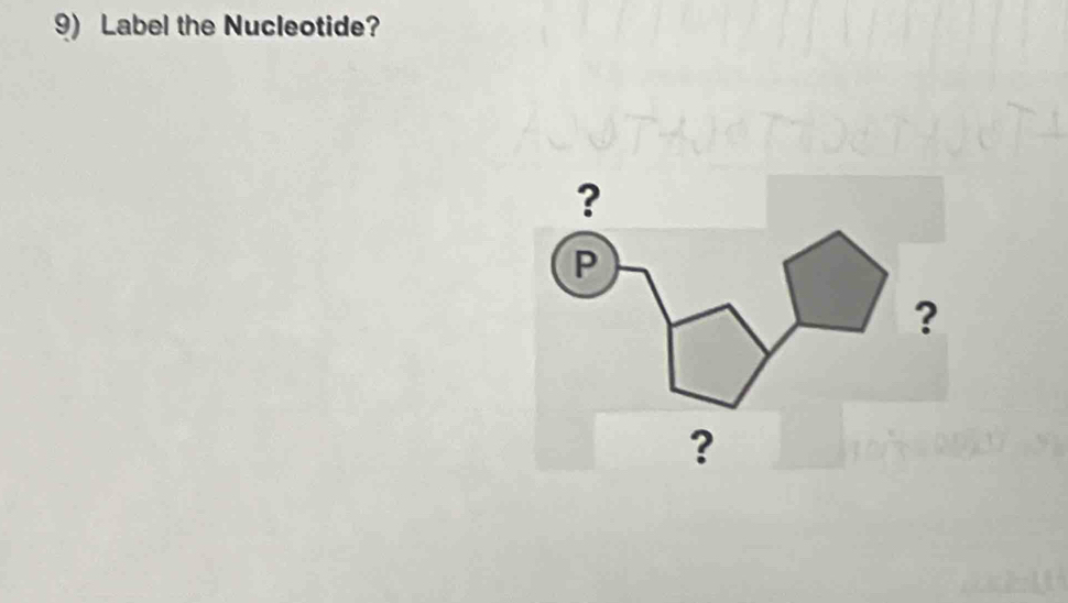 Label the Nucleotide?