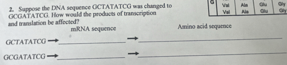 Suppose the DNA sequence GCTATATCG was changed to 
GCGATATCG. How would the products of transcription y 
and translation be affected? 
mRNA sequence Amino acid sequence 
GCTATATCG_ 
_ 
GCGATATCG_ 
_