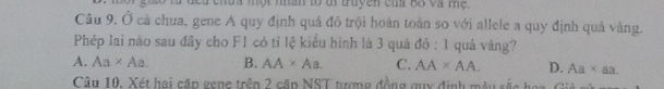 ea chua một nhân to đi truyền củ B8 và mẹ
Câu 9. Ở cả chua, gene A quy định quả đồ trội hoàn toàn so với allele a quy định quả vàng.
Phép lai nào sau đây cho F1 có tỉ lệ kiểu hình là 3 quả đó : 1 quả vàng?
A. Aa* Aa. B. AA* Aa. C. AA* AA. D. Aa* aa. 
Câu 10. Xét hai cặp gene trên 2 cặp NST tượng đồng quy định màu sắc họi