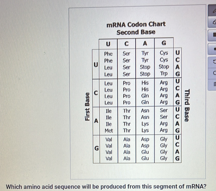 Solved: mRNA Codon Chart Second Base a Which amino acid sequence will ...