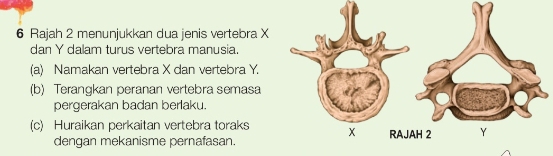 Rajah 2 menunjukkan dua jenis vertebra X
dan Y dalam turus vertebra manusia. 
(a) Namakan vertebra X dan vertebra Y. 
(b) Terangkan peranan vertebra semasa 
pergerakan badan berlaku. 
(c) Huraikan perkaitan vertebra toraks 
dengan mekanisme pernafasan.