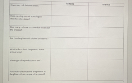 Mitosis