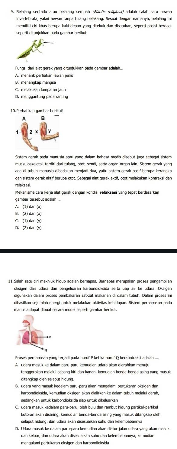 Belalang sentadu atau belalang sembah (Mantis religiosa) adalah salah satu hewan
invertebrata, yakni hewan tanpa tulang belakang. Sesuai dengan namanya, belalang ini
memiliki ciri khas berupa kaki depan yang ditekuk dan disatukan, seperti posisi berdoa,
seperti ditunjukkan pada gambar berikut
Fungsi dari alat gerak yang ditunjukkan pada gambar adalah...
A. menarik perhatian lawan jenis
B. menangkap mangsa
C. melakukan lompatan jauh
D. menggantung pada ranting
10. Perhatikan gambar berikut!
Sistem gerak pada manusia atau yang dalam bahasa medis disebut juga sebagai sistem
muskuloskeletal, terdiri dari tulang, otot, sendi, serta organ-organ lain. Sistem gerak yang
ada di tubuh manusia dibedakan menjadi dua, yaitu sistem gerak pasif berupa kerangka
dan sistem gerak aktif berupa otot. Sebagai alat gerak aktif, otot melakukan kontraksi dan
relaksasi .
Mekanisme cara kerja alat gerak dengan kondisi relaksasi yang tepat berdasarkan
gambar tersebut adalah ..
A. (1) dan (x)
B. (2) dan (x)
C. (1) dan (y)
D. (2) dan (y)
11.Salah satu ciri makhluk hidup adalah bernapas. Bernapas merupakan proses pengambilan
oksigen dari udara dan pengeluaran karbondioksida serta uap air ke udara. Oksigen
digunakan dalam proses pembakaran zat-zat makanan di dalam tubuh. Dalam proses ini
dihasilkan sejumlah energi untuk melakukan aktivitas kehidupan. Sistem pernapasan pada
manusia dapat dibuat secara model seperti gambar berikut.
Proses pernapasan yang terjadi pada huruf P ketika huruf Q berkontraksi adalah .
A. udara masuk ke dalam paru-paru kemudian udara akan diarahkan menuju
tenggorokan melalui cabang kiri dan kanan, kemudian benda-benda asing yang masuk
ditangkap oleh selaput hidung.
B. udara yang masuk kedalam paru-paru akan mengalami pertukaran oksigen dan
karbondioksida, kemudian oksigen akan dialirkan ke dalam tubuh melalui darah,
sedangkan untuk karbondioksida siap untuk dikeluarkan
C. udara masuk kedalam paru-paru, oleh bulu dan rambut hidung partikel-partikel
kotoran akan disaring, kemudian benda-benda asing yang masuk ditangkap oleh
selaput hidung, dan udara akan disesuaikan suhu dan kelembabannya
D. Udara masuk ke dalam paru-paru kemudian akan diatur jalan udara yang akan masuk
dan keluar, dan udara akan disesuaikan suhu dan kelembabannya, kemudian
mengalami pertukaran oksigen dan karbondioksida