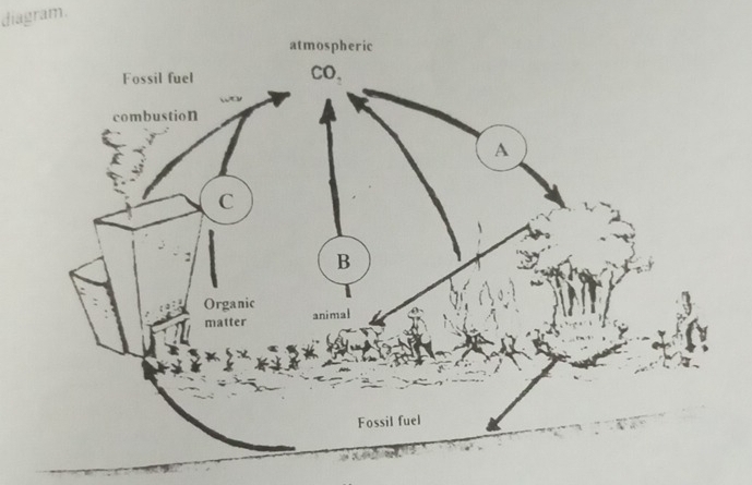 diagram.