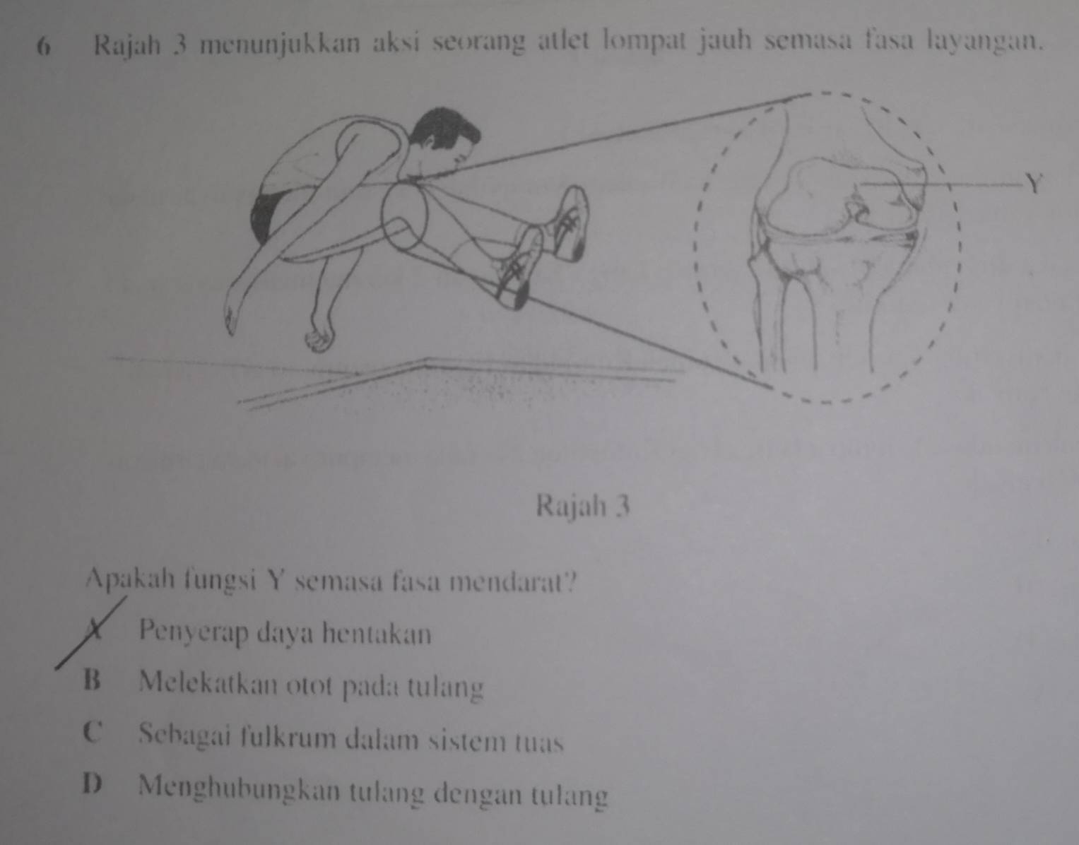 Rajah 3 menunjukkan aksi seorang atlet lompat jauh semasa fasa layangan.
Rajah 3
Apakah fungsi Y semasa fasa mendarat?
X Penyerap daya hentakan
B Melekatkan otot pada tulang
C Sebagai fulkrum dalam sistem tuas
D Menghubungkan tulang dengan tulang