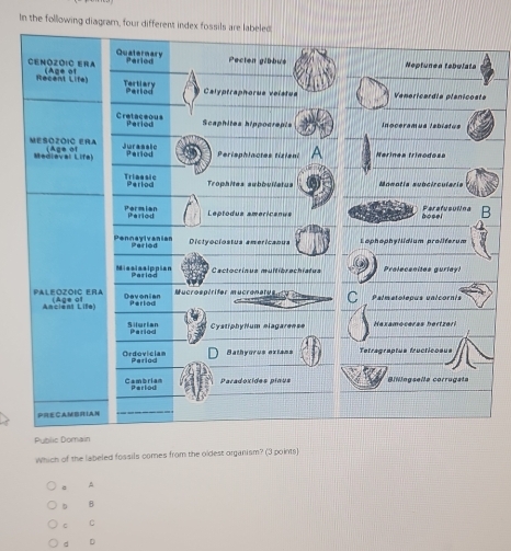 In the following diagram, four different index fossils are labeled
Quaternary
Cenózóic era (Age of Parlod Pecten gibbus Neplunea fabulata
Recent Life) Tertiary Pertod Calyptraphorue velstua Vemericardia planicoata
Cretaceous Perlod Scaphites hippocrepts Inoceramua lebistus
Mesozóic Era (Age of uranaic Period Perisphlactes tiziant érinée rrigodase
Medieval Lifa
Triassic Perlod rophites subbullatus Monotia subcircularia
Permian Period Leptodus americanus Perefusutina bosel
Pennaylvanian Perlod Distvociostua americanua Laphophy/lidium proliferum
Misslsslppian Pariod Cactocrínus multibrachiatus Prolecenites gurfay!
PALEOZOIC ERA Age of Devonian Period Mucrosptrifer mucronatus C Palmetoleous valcornis
Ancions Life)
Silurian Pariod CystiphyNum elagareese Hexamoceras hertzer
Ordovician Parlod Bathyorus extans Tetragraptus fructicosus
Cambrian Perlod Paradoxides pinus Bilingsella corrugata
PRE CAM BR IAN
Public Domain
Which of the labeled fossils comes from the oldest organism? (3 points)
a A
D B
C C
d D