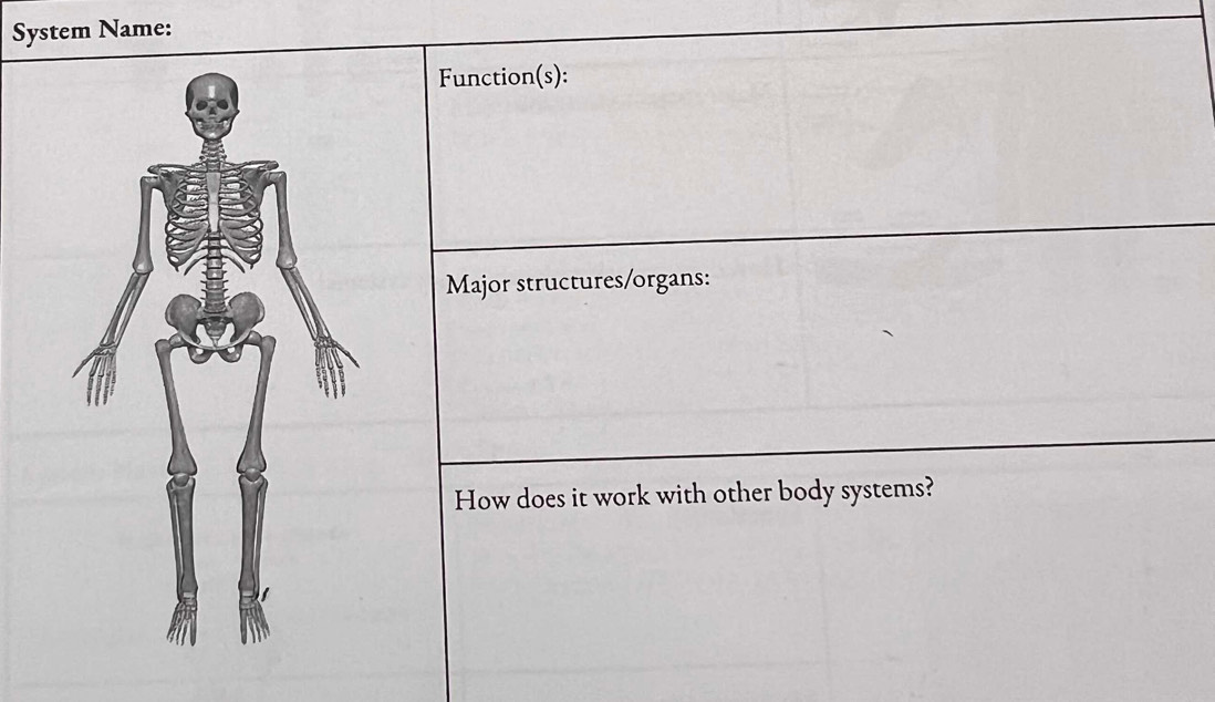 System Name: 
Function(s): 
Major structures/organs: 
How does it work with other body systems?