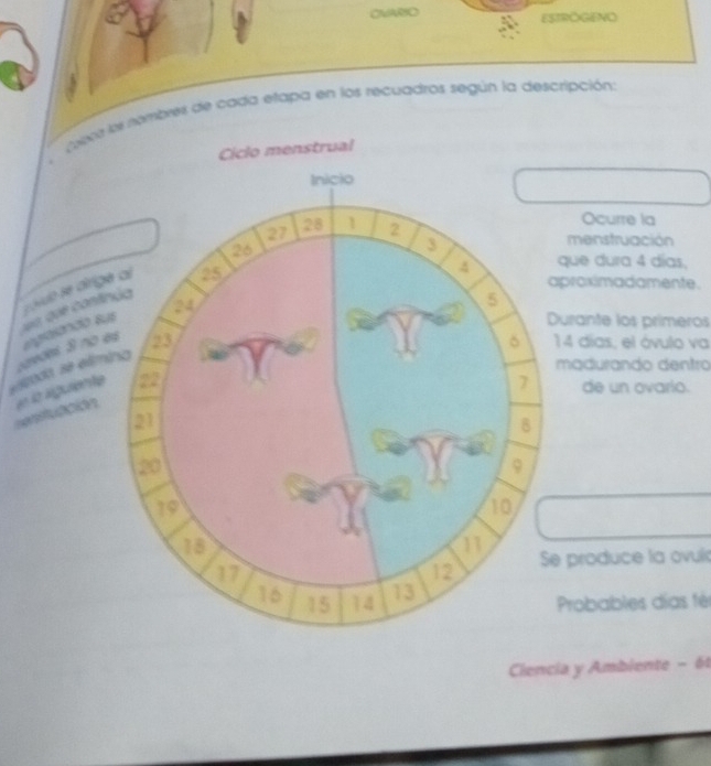 OVARSO ESTROGENO 
cera los nombres de cada etapa en los recuadros según la descripción: 
Ocurre la 
rovdo se dirig 
proximadamente. 
1e que cont 
menstruación 
que dura 4 días, 
egaiónco s 
urante los primeros 
escodo, se elím caedes 31 no
14 días, el óvulo va 
madurando dentro 
?? en la vguriente 
de un ovario. 
e produce la ovul 
Probables días fèr 
Ciencia y Ambiente - 61