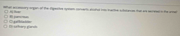 What accessory organ of the digestive system converts alcohol into inactive substances that are secreted in the urine?
A) llver
B] pancreas
C) gailbladder
Dj salivary g° ands