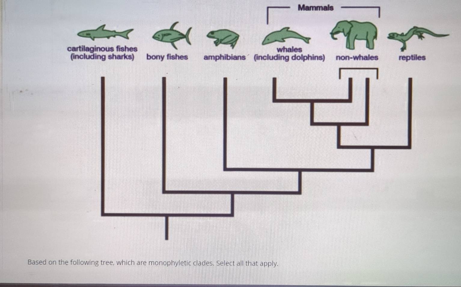 Mammals 
Based