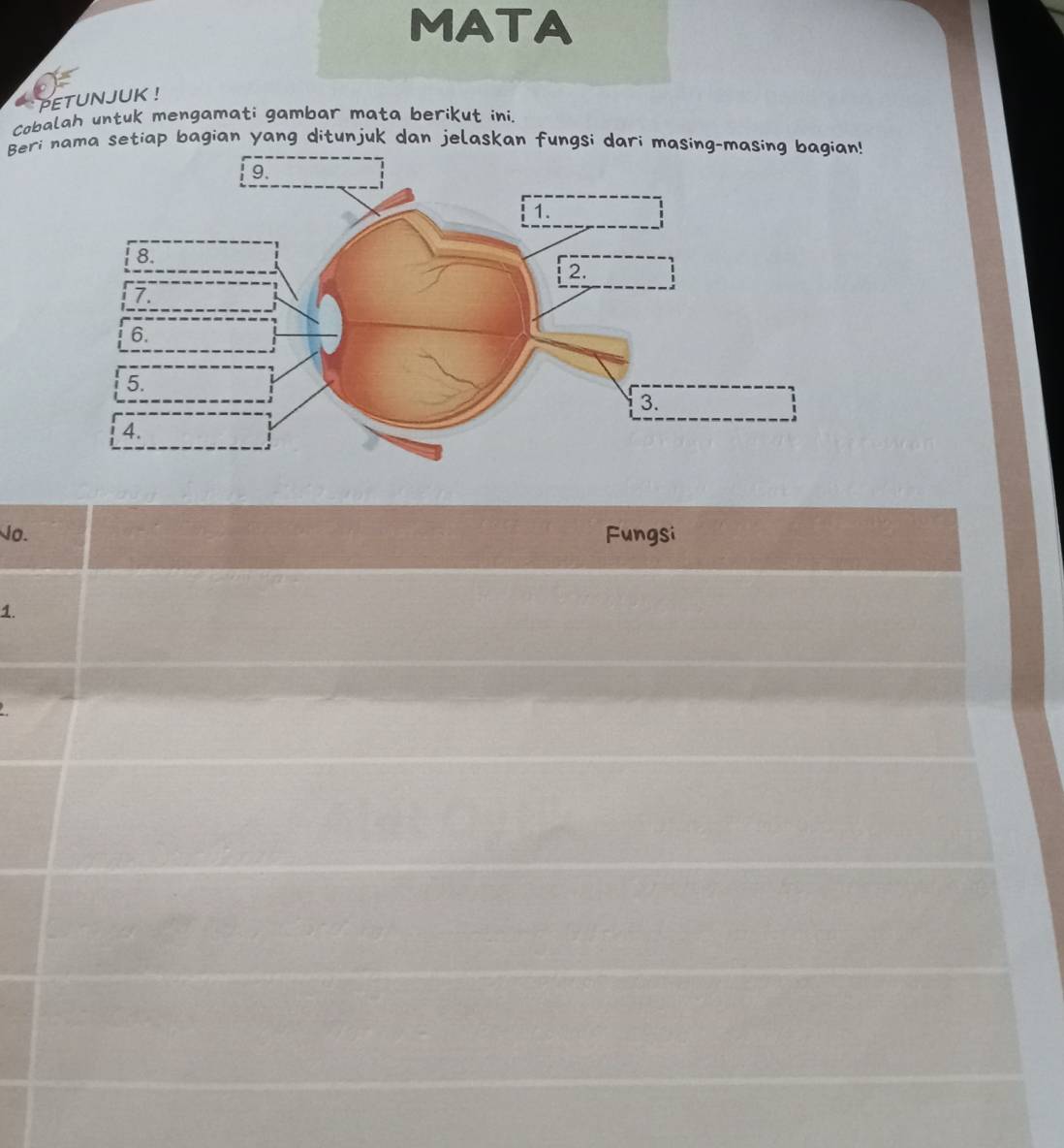 MATA 
PETUNJUK ! 
Cobalah untuk mengamati gambar mata berikut ini. 
Beri nama setiap bagian yang ditunjuk dan jelaskan fungsi dari masing-masing bagian! 
No. 
1.