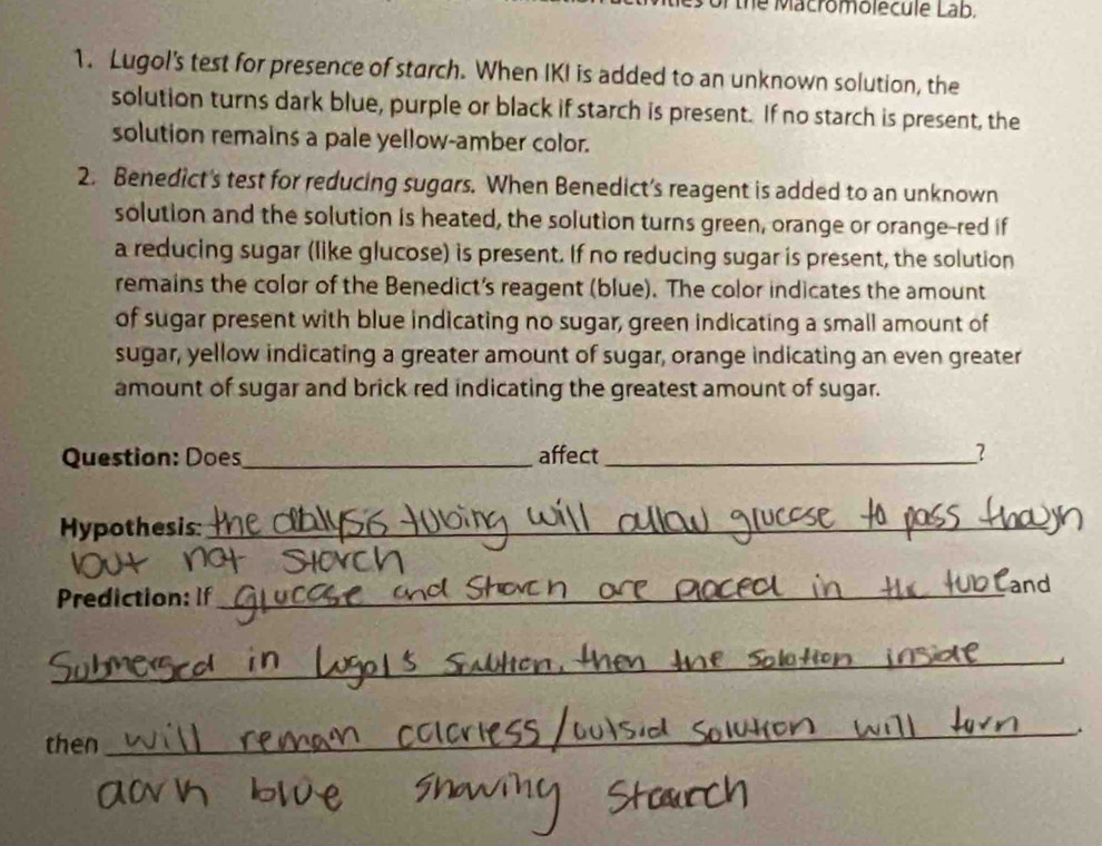 the Macromolecule Lab. 
1. Lugol's test for presence of starch. When IKI is added to an unknown solution, the 
solution turns dark blue, purple or black if starch is present. If no starch is present, the 
solution remains a pale yellow-amber color. 
2. Benedict's test for reducing sugars. When Benedict’s reagent is added to an unknown 
solution and the solution is heated, the solution turns green, orange or orange-red if 
a reducing sugar (like glucose) is present. If no reducing sugar is present, the solution 
remains the color of the Benedict's reagent (blue). The color indicates the amount 
of sugar present with blue indicating no sugar, green indicating a small amount of 
sugar, yellow indicating a greater amount of sugar, orange indicating an even greater 
amount of sugar and brick red indicating the greatest amount of sugar. 
Question: Does_ affect _? 
Hypothesis:_ 
Prediction: If _and 
_ 
then 
_