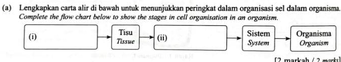 Lengkapkan carta alir di bawah untuk menunjukkan peringkat dalam organisasi sel dalam organisma. 
Complete the flow chart below to show the stages in cell organisation in an organism. 
Tisu Sistem Organisma 
(i) Tissue (ii) System Organism 
[2 markah / 2 morks]