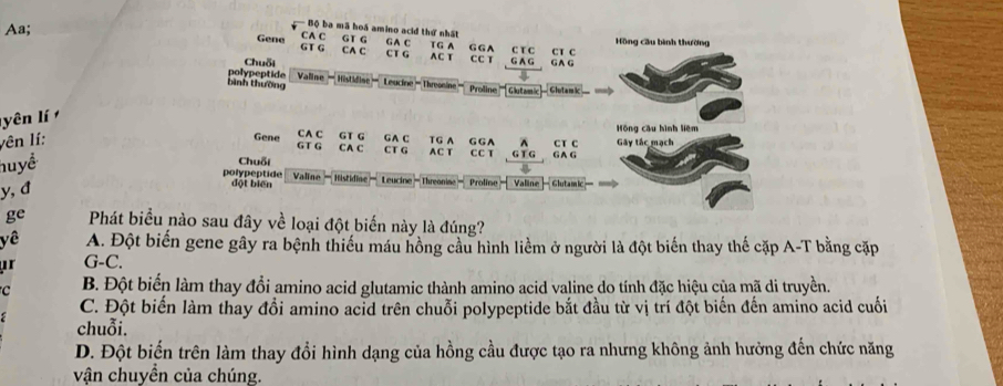 Bộ ba mã hoá amino acid thứ nhất
Aa; Hồng cầu bình thường
CA C GT G GA C TG A G G A
Gene GT G CA C CT G C t C CT C
Chuỗi AC T C C T G A G GA G
bình thường polypeptide Valline = Histidine= Leucine - Threonine Proline ''' Gutamic Glotamic 
lyên l 
CA C GT G 4 Hōng cầu hình liêm
Gene GT G CA C
yên lí: GA C CT G A C T TG A CC T G GA G T G G A G CT C Gây tác mạch
huyề
Chuỗi
polypeptide đột biến Valine — Histidine- Leucine -Threonine= Proline '' Valine - Glutamic
y,d
ge Phát biểu nào sau đây về loại đột biến này là đúng?
yê A. Đột biến gene gây ra bệnh thiếu máu hồng cầu hình liềm ở người là đột biến thay thế cặp A-T bằng cặp
r G-C.
c B. Đột biển làm thay đổi amino acid glutamic thành amino acid valine do tính đặc hiệu của mã di truyền.
C. Đột biến làm thay đổi amino acid trên chuỗi polypeptide bắt đầu từ vị trí đột biến đến amino acid cuối
chuỗi.
D. Đột biến trên làm thay đổi hình dạng của hồng cầu được tạo ra nhưng không ảnh hưởng đến chức năng
vận chuyền của chúng.