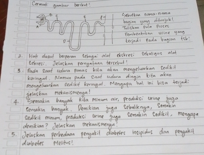 Cermati gambar berikat! 
E Sbuttan nama-nama 
bagian yong difunjule! 
Tulickan pula Procec 
Rembentucan usine yong 
tecjodi Pada bagian fel! 
2. Hat dapat berperan cehagai alat elckresi Bekaligus alot 
eecress. Jelaskan perngatann tercelout! 
5. Pada Baat adura panas kita akan mongeluarkan sedikit 
keringat. Namun pada caat udara dingin kita alan 
mongeluarkan eediket keringat. Mengapa hal ini bisa terionl 
jelaskan metanismenya! 
4. Semakin banyak kita minum air, produtsi wrine juga 
semakin banyak. Demikian juga Sebaliknga, Semakin 
sedikit minum, produteci urine juga Semakin Bedikit, mengapa 
demikian? Jelackan mekanismenya? 
5. Jelaskan perledaan pengakit diabetes insipidus dan pengakit 
diabetes Melitus!