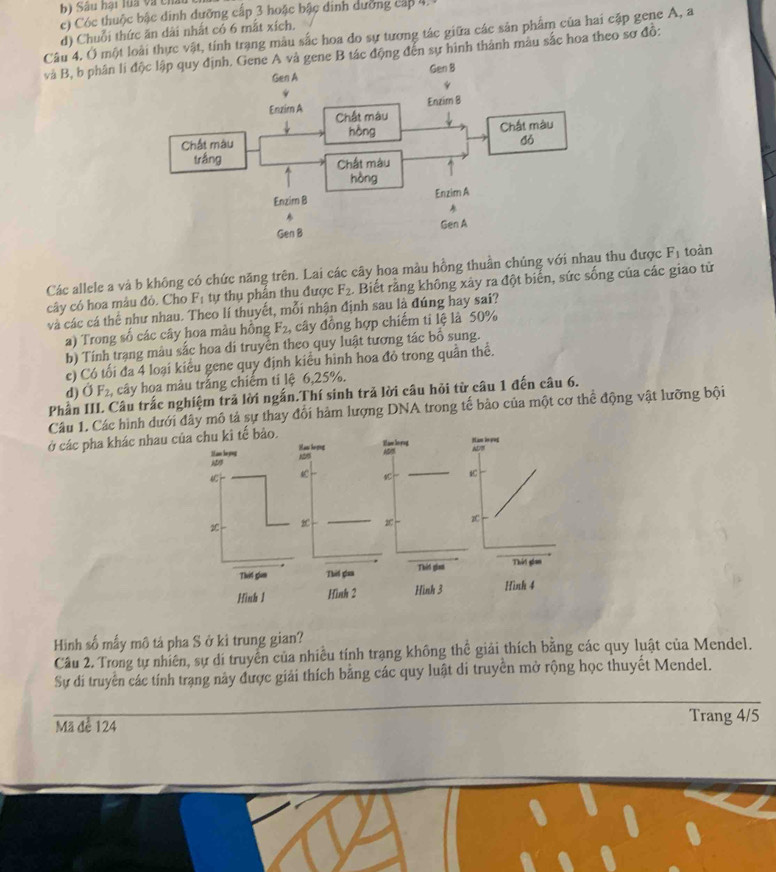Sâu hại lua và ch
c) Cóc thuộc bậc dinh dưỡng cấp 3 hoặc bậc dinh dường cấp 4,
Câu 4. Ở một loài thực vật, tính trạng mâu sắc hoa do sự tương tác giữa các sản phẩm của hai cặp gene A, a d) Chuỗi thức ăn dài nhất có 6 mắt xích.
và B, b phân lí à gene B tác động đến sự hình thành màu sắc hoa theo sơ đồ:
Các allele a và b không có chức năng trên. Lai các cây hoa màu hồng thuần chúng với nhau thu được F_1 toàn
cây có hoa màu đỏ. Cho F_1 tự thụ phần thu được F_2 Biết rằng không xây ra đột biển, sức sống của các giao tử
và các cá thể như nhau. Theo lí thuyết, mỗi nhận định sau là đúng hay sai?
a) Trong số các cây hoa màu hồng F_2 cây đồng hợp chiếm ti lệ là 50%
b) Tính trạng màu sắc hoa di truyền theo quy luật tương tác bổ sung.
c) Có tối đa 4 loại kiểu gene quy định kiểu hình hoa đỏ trong quần thể.
d) dot OF_2, cây hoa mâu trắng chiếm ti lệ 6,25%.
Phần III. Câu trắc nghiệm trả lời ngắn.Thí sinh trả lời câu hỏi từ câu 1 đến câu 6.
Câu 1. Các hình dưới đây mô tả sự thay đối hàm lượng DNA trong tế bảo của một cơ thể động vật lưỡng bội
ở các pha khác nhau của chu ki tế bảo.
Han le yng Haw brone
Hlawlovog Nam le yng ADM
AD
4
27 zC
Thit glam Thiế gaa Thêi gian Thứt giam
Hình 1 Hình 2 Hình 3 Hình 4
Hình số mẫy mô tả pha S ở ki trung gian?
Câu 2. Trong tự nhiên, sự di truyền của nhiều tính trạng không thể giải thích bằng các quy luật của Mendel.
Sự di truyền các tính trạng này được giải thích bằng các quy luật di truyền mở rộng học thuyết Mendel.
Mã để 124 Trang 4/5
