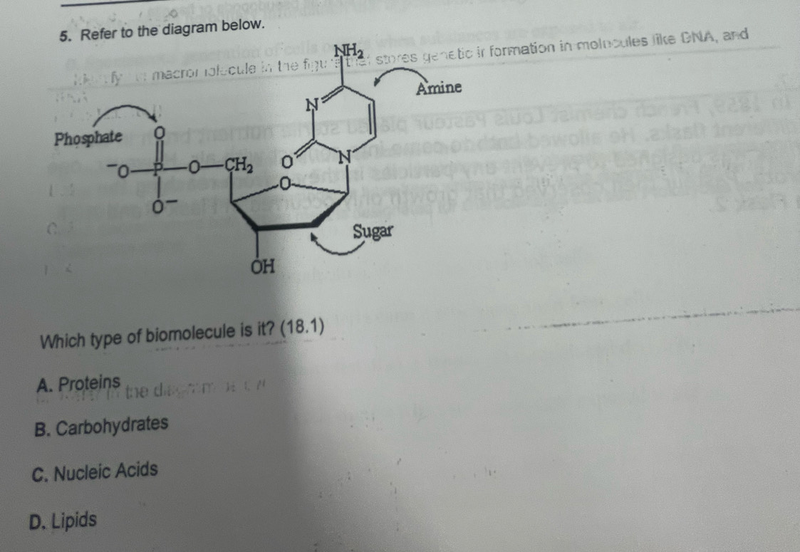 Refer to the diagram below.
formation in molocules like DNA, and
Which type of biomolecule is it? (18.1)
A. Proteins
B. Carbohydrates
C. Nucleic Acids
D. Lipids