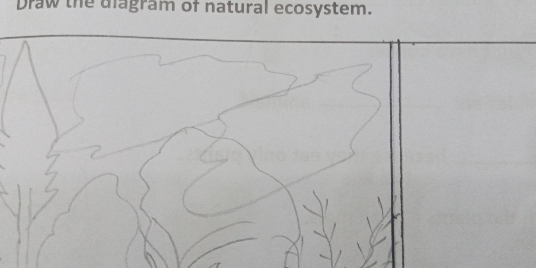 Solved: Draw the diagram of natural ecosystem. [Others]