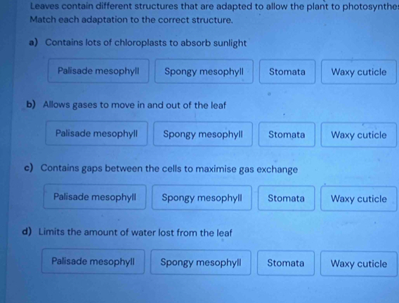 Leaves contain different structures that are adapted to allow the plant to photosynthe
Match each adaptation to the correct structure.
a) Contains lots of chloroplasts to absorb sunlight
Palisade mesophyll Spongy mesophyll Stomata Waxy cuticle
b) Allows gases to move in and out of the leaf
Palisade mesophyll Spongy mesophyll Stomata Waxy cuticle
c) Contains gaps between the cells to maximise gas exchange
Palisade mesophyll Spongy mesophyll Stomata Waxy cuticle
d) Limits the amount of water lost from the leaf
Palisade mesophyll Spongy mesophyll Stomata Waxy cuticle