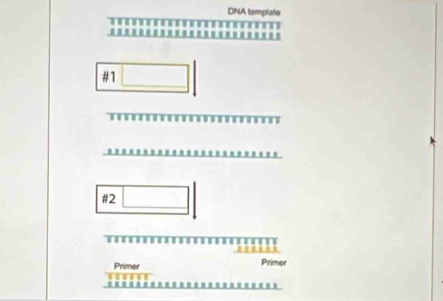 DNA templato
#1
#2
Primer Primer