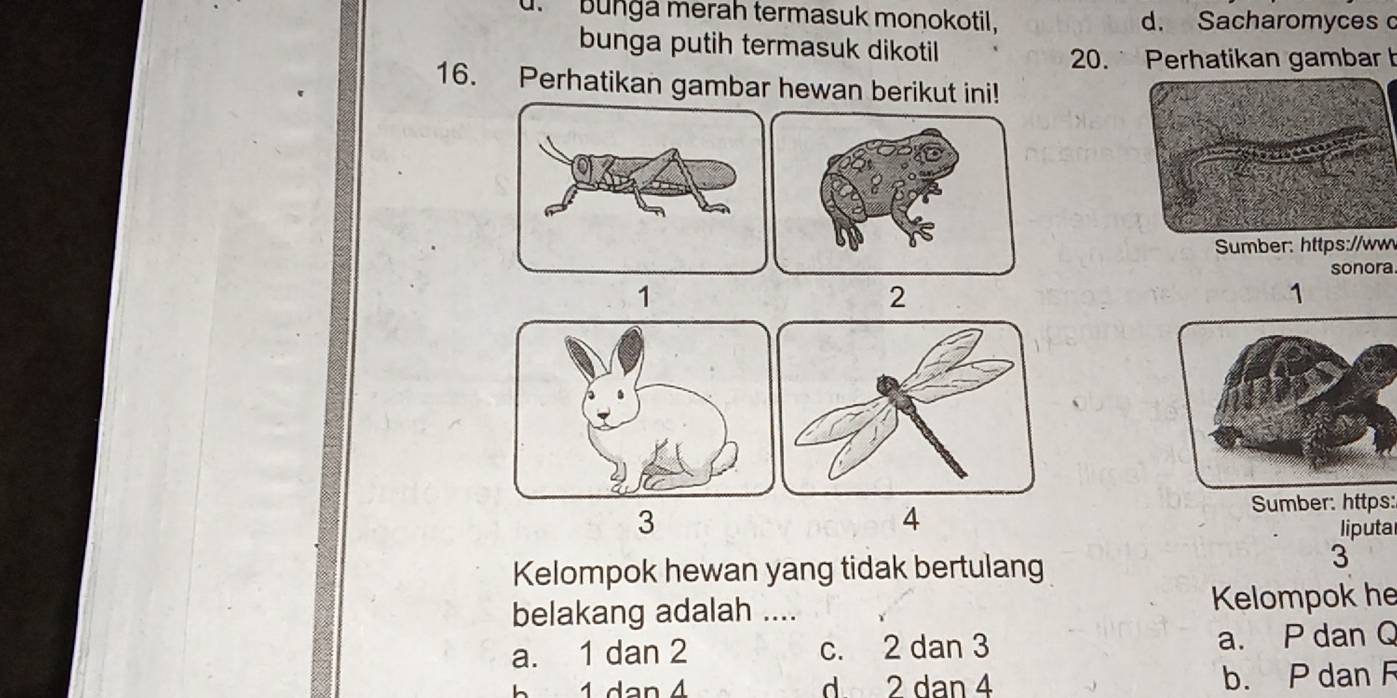 u. Bungá merah termasuk monokotil. d. Sacharomyces 
bunga putih termasuk dikotil
20. Perhatikan gambar h
16. Perhatikan gambar hewan berikut ini!
Sumber: https://ww
sonora
1
2
1
3
4
Sumber: https:
liputal
Kelompok hewan yang tidak bertulang
3
belakang adalah .... Kelompok he
a. 1 dan 2 c. 2 dan 3 a. P dan Q
1 dan 4 d 2 dan 4 b. P dan F