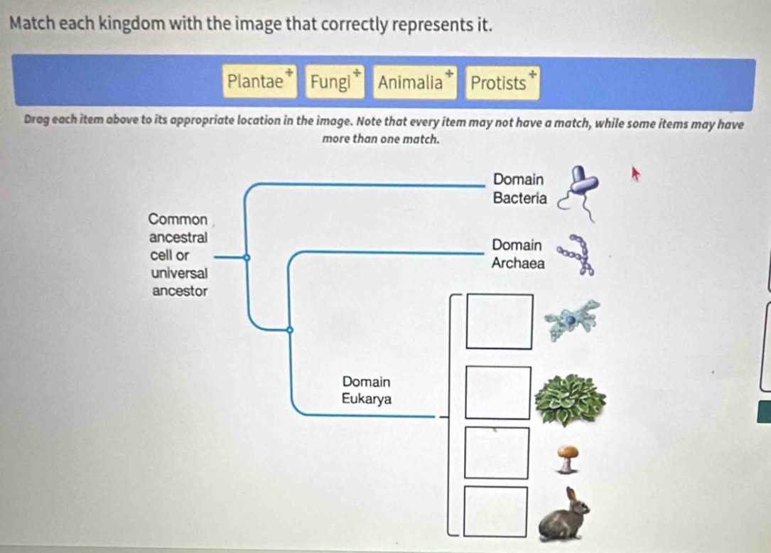 Solved: Match each kingdom with the image that correctly represents it ...
