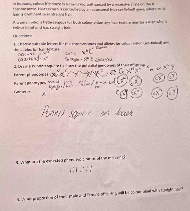 In humans, colour blindness is a sex-linked trait caused by a recessive allele on the X
chromosome. Hair texture is controlled by an autosomal (not-sex linked) gene, where curly 
hair is dominant over straight hair. 
A woman who is heterozygous for both colour vision and hair texture marries a man who is 
colour blind and has straight hair. 
Questions: 
1. Choose suitable letters for the chromosomes and alleles for colour vision (sex-linked) and 
the alleles for hair texture. 
2. Draw a Punnett square to show the potential genotypes of their offspring 
Parent phenotypes 
Parent genotypes 
Gametes 
3. What are the expected phenotypic ratios of the offspring? 
4. What proportion of their male and female offspring will be colour blind with straight hair?