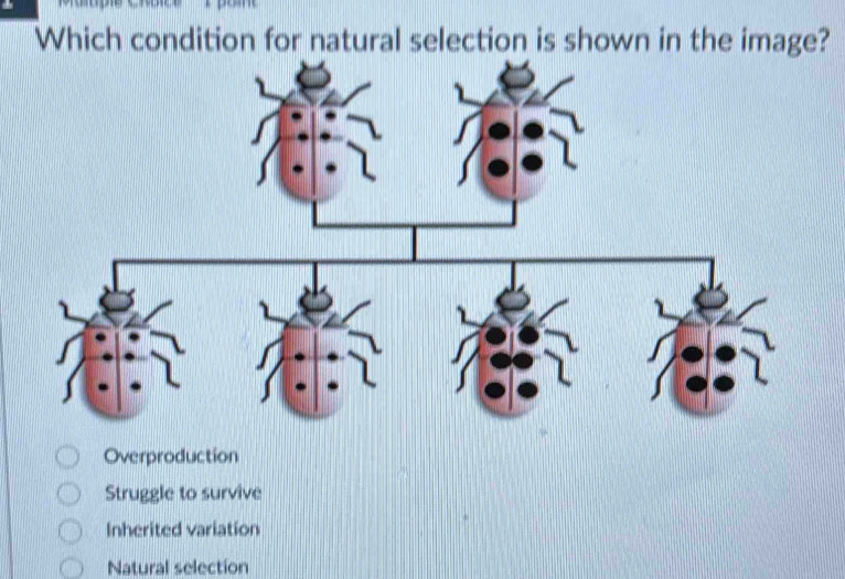 Which condition for natural selection is shown in the image?
Overproduction
Struggle to survive
Inherited variation
Natural selection