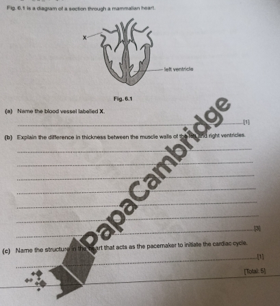 Fig. 6.1 is a diagram of a section through a mammalian heart. 
Fig. 6.1 
(a) Name the blood vessel labellied X. 
_ 
_.[1] 
(b) Explain the difference in thickness between the muscle walls of th and right ventricles 
_ 
_ 
_ 
_ 
_ 
_ 
_ 
_ 
_ 
_ 
_ 
_ 
_ 
_ 
_.[3] 
(c) Name the structure in the beart that acts as the pacemaker to initiate the cardiac cycle. 
_.[1] 
[Total: 5] 
_