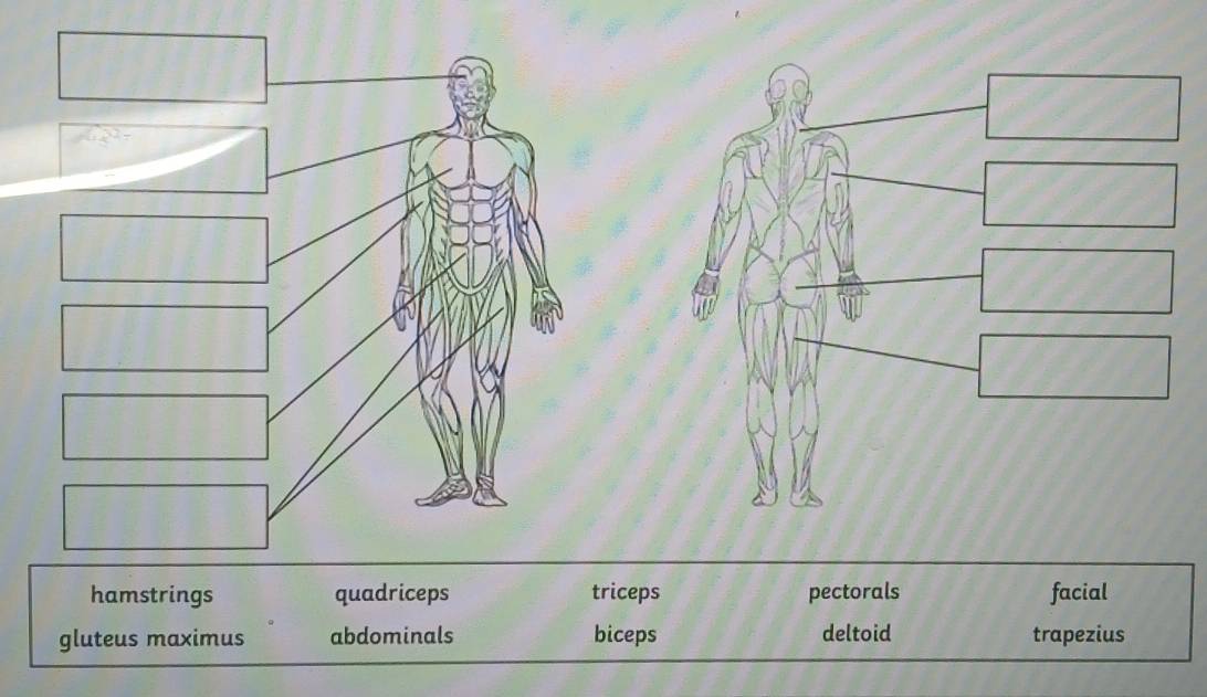 hamstrings quadriceps triceps pectorals facial
gluteus maximus abdominals biceps deltoid trapezius