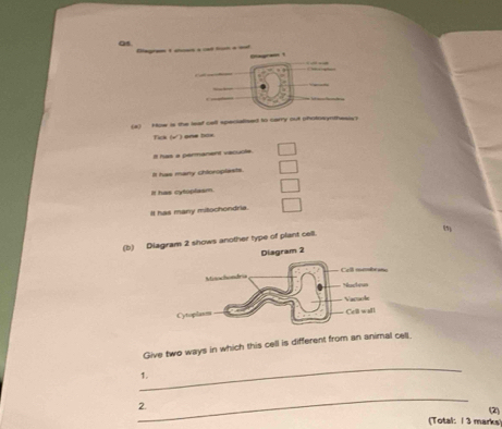 as 
(a) How is the leaf cell specialised to carry out pfotowynthesis 
Tice one tls 
Il has a permanent vacucle 
It has many chtoroplasts. 
If has cytoplasm 
It has many mitochondria 
(b) 2 shows another type of plant cell 
Give two ways in which this cell is different from an animal cet. 
_ 
1. 
_ 
2. 
(2) 
(Total: 1 3 marks